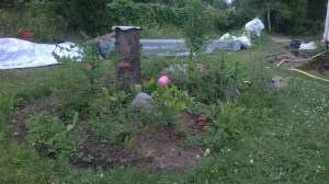 peonies, bleeding hearts, with assorted lilies and dahlia about to bloom.