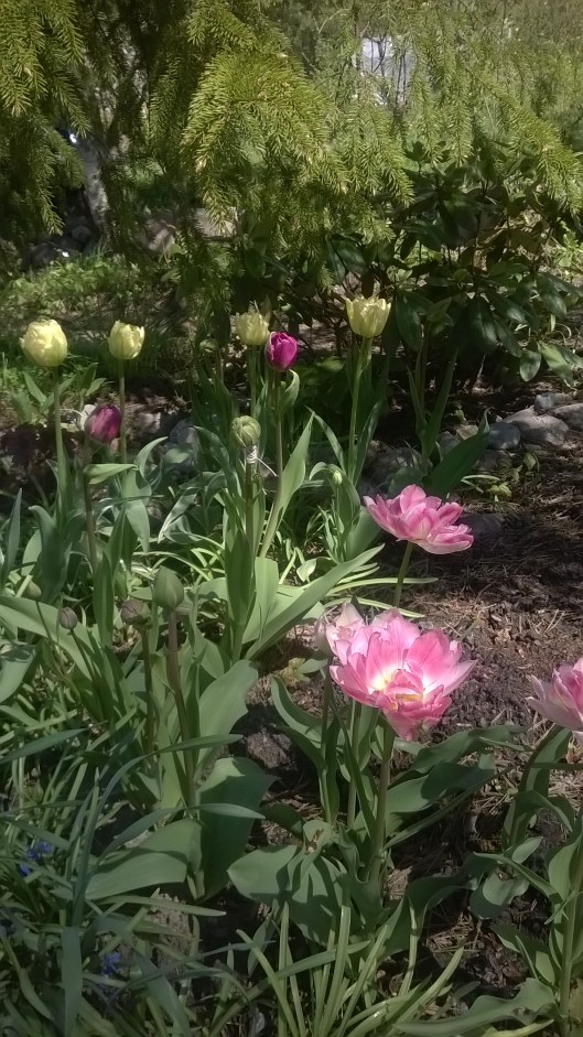 wp_20150519_004_28736335562_o