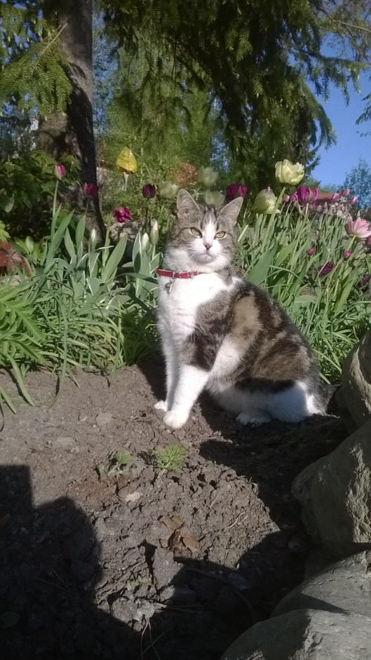 wp_20150522_018_28794452356_o