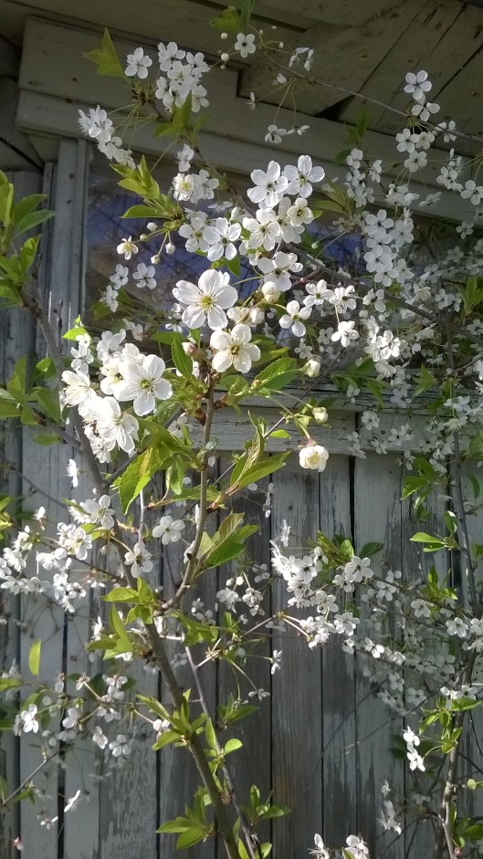 wp_20150524_001_28749552381_o