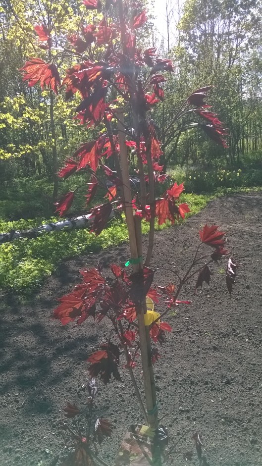 wp_20150525_011_28208273384_o