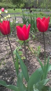 wp_20150526_016_28749326351_o