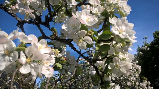 WP_20160523_17_56_48_Pro