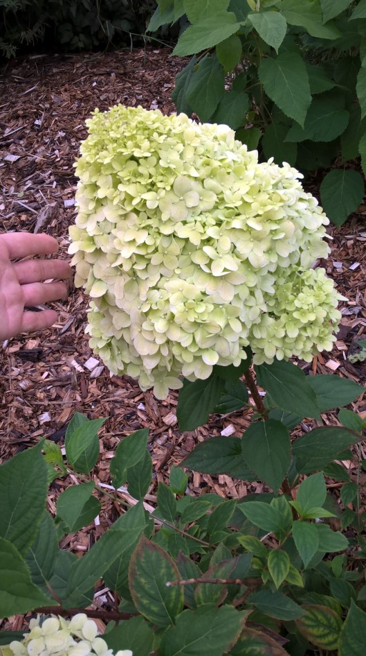 28689162460_d5a2bc735f_o