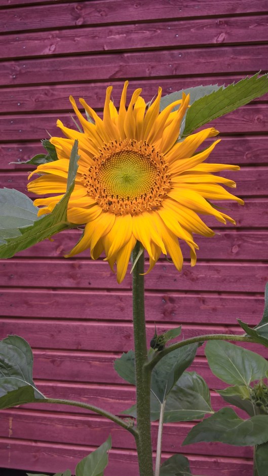 WP_20160803_12_41_23_Pro