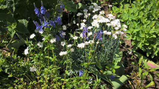 35566086555_88a45d3499_o