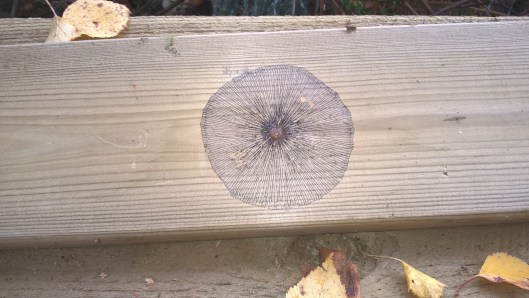 23624488638_24435a2e4f_o