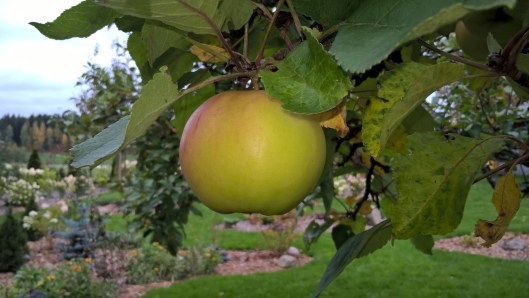 37476406211_412772db30_o