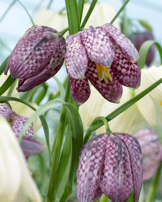 Fritillaria meleagris