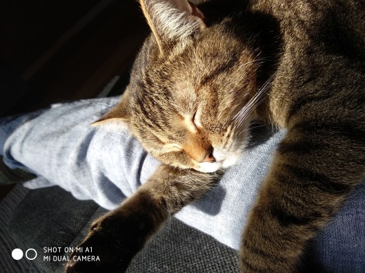 25680901277_2846e20bb9_o