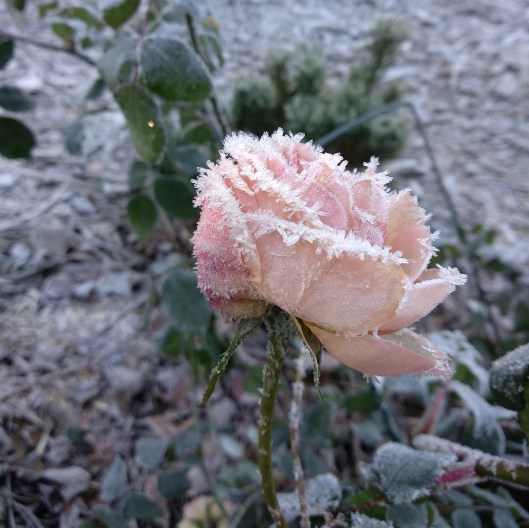 45990083522_6970f21d54_o