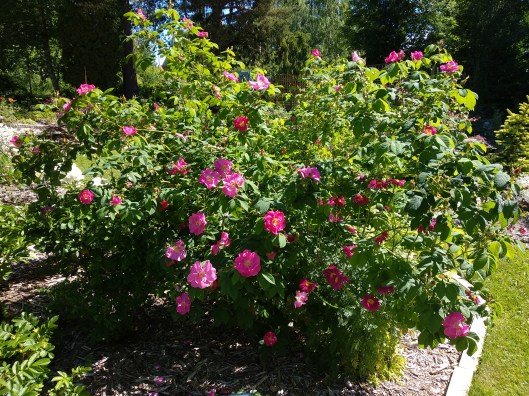 50036078203_854a438ee9_o