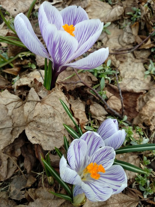 51115075754_aaf97dded0_o